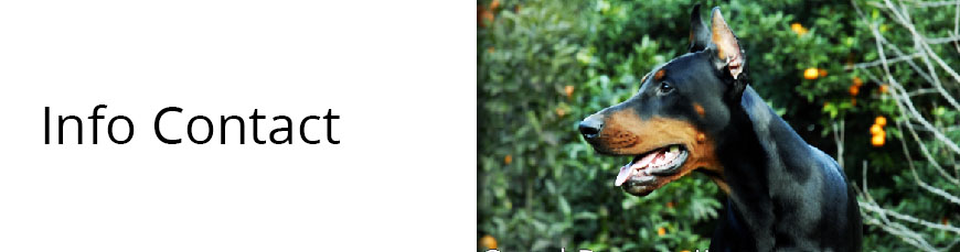 Top doberman qund perseo from lipar land: contact me