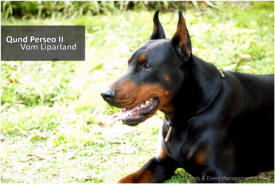 Top dobermann Qund Perseo II Look Book 2015