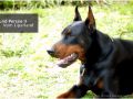 Top dobermann Qund Perseo II Look Book 2015