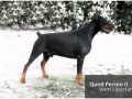 qund perseo from liparland top dobermann body