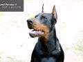 qund perseo top dobermann angle