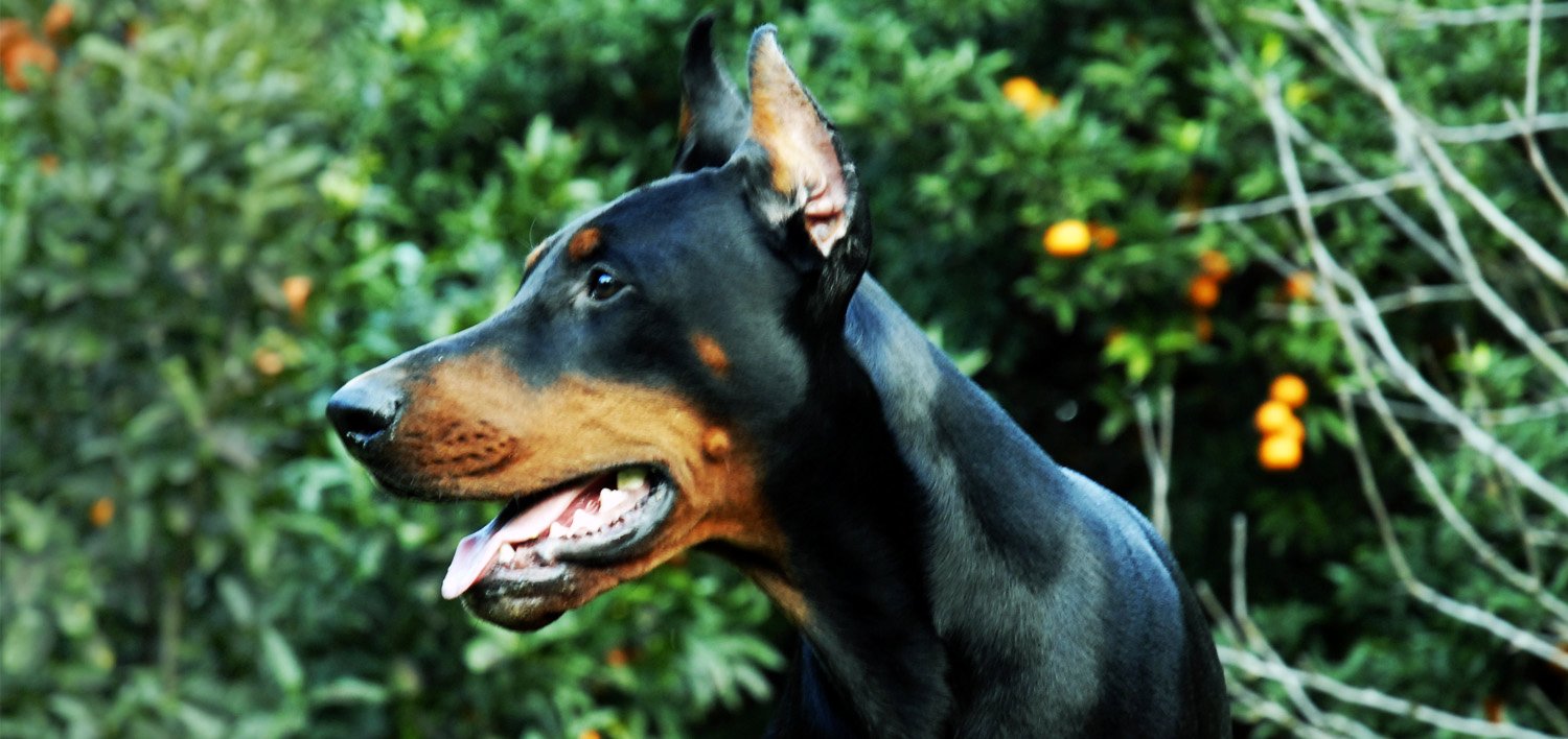 qund_perseo_top_dobermann